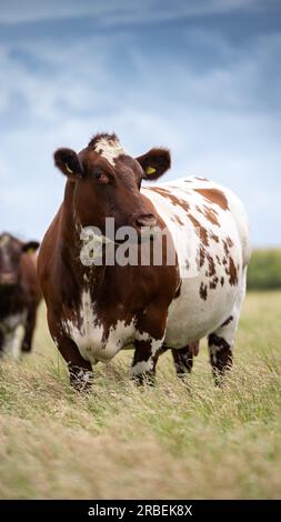 Shorthorn Cow in Pasture, Peterborough, Regno Unito Foto Stock