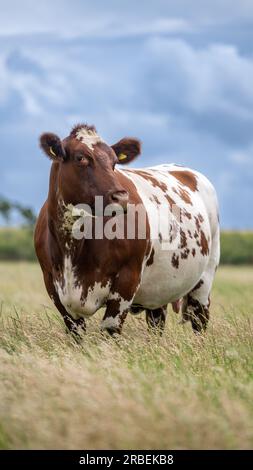 Shorthorn Cow in Pasture, Peterborough, Regno Unito Foto Stock