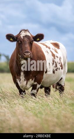 Shorthorn Cow in Pasture, Peterborough, Regno Unito Foto Stock