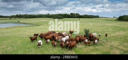 Mandria di manzo Shorthorn che pascolano nei pascoli di pianura, Peterborough, Regno Unito. Foto Stock