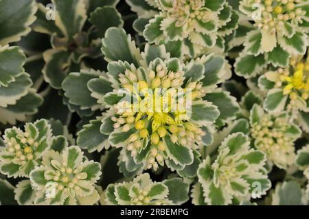 Primo piano dei bellissimi fiori gialli di Phedimus aizoon, vista dall'alto Foto Stock