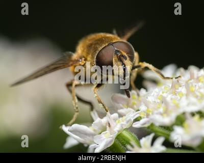 La delicata danza della natura: Una mosca solitaria trova conforto su una foglia vibrante, abbracciando la bellezza del mondo in un fugace momento di tranquillità Foto Stock