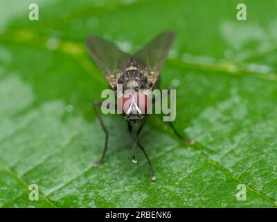 La delicata danza della natura: Una mosca solitaria trova conforto su una foglia vibrante, abbracciando la bellezza del mondo in un fugace momento di tranquillità Foto Stock