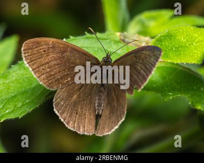 Graziosa metamorfosi: Una vibrante farfalla trova conforto su una foglia delicata, incarnando la bellezza e la trasformazione nel mondo della natura Foto Stock