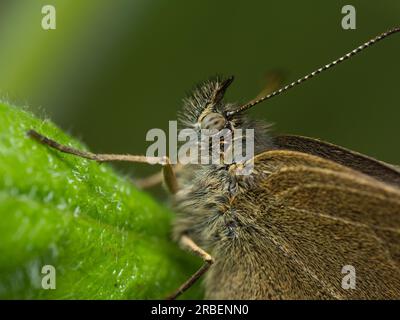 Graziosa metamorfosi: Una vibrante farfalla trova conforto su una foglia delicata, incarnando la bellezza e la trasformazione nel mondo della natura Foto Stock