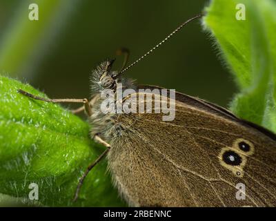 Graziosa metamorfosi: Una vibrante farfalla trova conforto su una foglia delicata, incarnando la bellezza e la trasformazione nel mondo della natura Foto Stock