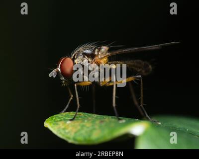 La delicata danza della natura: Una mosca solitaria trova conforto su una foglia vibrante, abbracciando la bellezza del mondo in un fugace momento di tranquillità Foto Stock