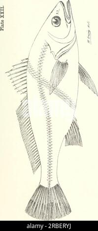 "Pesci commestibili e crostacei del nuovo Galles del Sud" (1893) Foto Stock