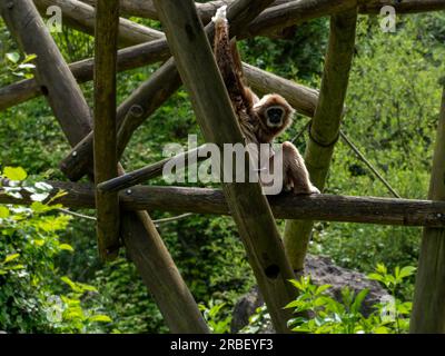 Gibbon giovane scimmia in un albero, una specie di scimmie a forma di arti lunghi specializzate nella vita arborea Foto Stock