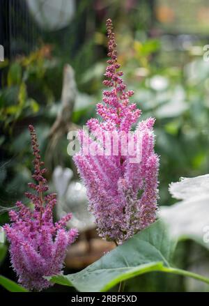L'Astilbe rosa (barba di capra falsa) fiorisce in pieno un giardino estivo Foto Stock