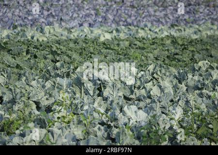 Cavolo bianco, cavolo rosso e Savoy in a Field Foto Stock