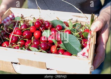 Ciliegie in un cesto tenuto da una mano femminile Foto Stock