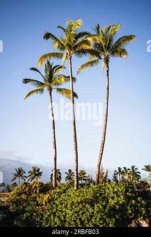 Tre alte palme Foto Stock