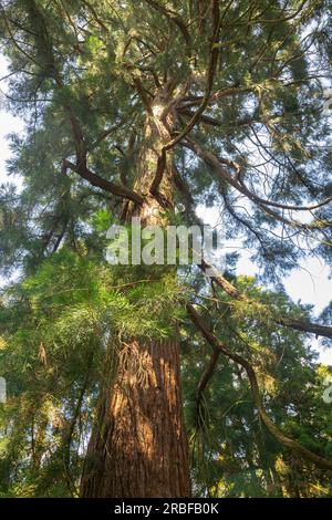 Enorme albero di mammut, noto anche come gigantesco albero di sequoia, visto dal basso Foto Stock