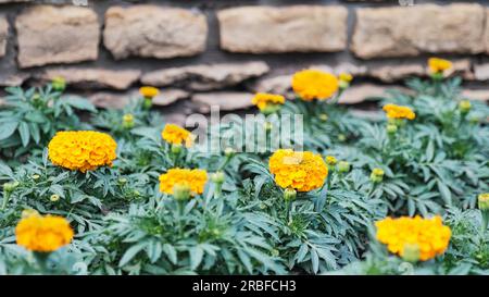 Pianta decorativa fiorita Marigold in design paesaggistico. Sfondo floreale estivo. Fiori gialli luminosi tra le foglie verdi sullo sfondo di un Foto Stock