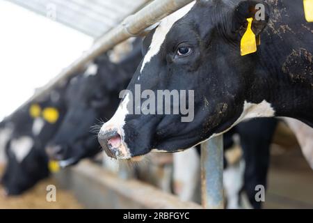 Concetto agricolo, le mucche da diario che mangiano un fieno in un moderno stallino o in un capannone per la distribuzione di latte, animale e concetto alimentare Foto Stock