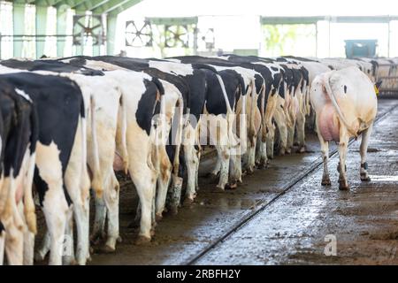 Concetto agricolo, le mucche da diario che mangiano un fieno in un moderno stallino o in un capannone per la distribuzione di latte, animale e concetto alimentare Foto Stock