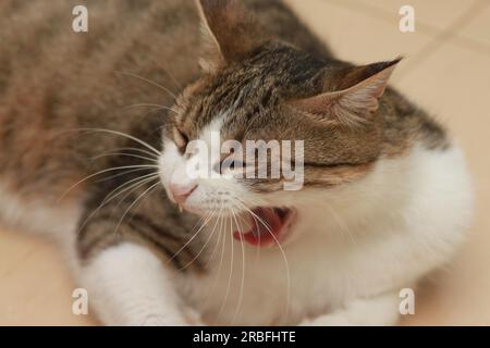 Gatto tabby femminile adulto che sbadiglia con la bocca aperta. Alcuni denti mancano dopo la rimozione da parte del veterinario Foto Stock