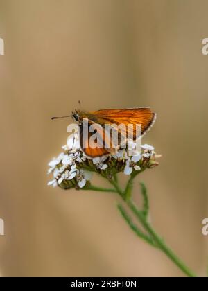 Grande farfalla skipper, Ochlodes sylvanus, che si nutre di yarrow, Achillea millefolium, in una prateria del Regno Unito Foto Stock