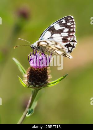 Farfalla bianca marmorizzata con motivo marrone e bianco, Melanargia galathea, che si nutre di knapweed, Centaurea nigra Foto Stock