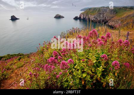 GB - DEVON: Pianta di barba selvatica di Giove Rossa (lat: Centranthus ruber) che fiorisce su Berry Head vicino a Brixham Foto Stock