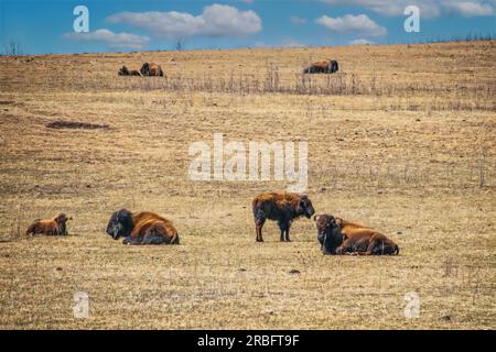 il bisonte shaggy giace sparso su prati alti in inverno Foto Stock
