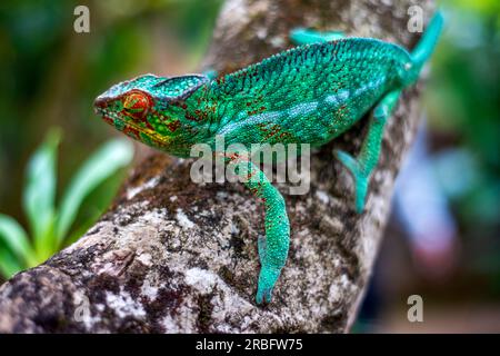 PANTHER CHAMELEON, MASCHIO SUL RAMO (FURCIFER PARDALIS) nel parco Mandraka Ampasimpotsy o riserva Peyrieras a Mandraka Madagascar. Foto Stock