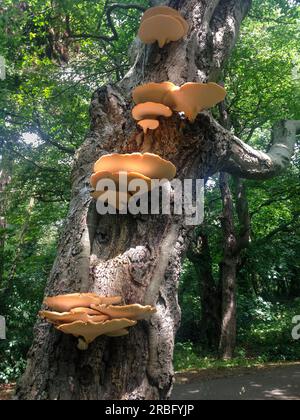 Staffa funghi Blushing Bracket (Daedaleopsis confragosa) Foto Stock