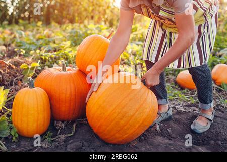 Primo piano di zucca biologica matura. Lavoratore che raccoglie vegetali. Coltivatore che raccoglie frutta sana nel giardino autunnale. Stagione autunnale Foto Stock