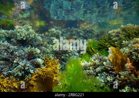 Alghe marine sott'acqua sotto la superficie dell'oceano Atlantico (per lo più Cystoseira tamariscifolia alga), scenario naturale, Spagna, Galizia, Rias Baixas Foto Stock