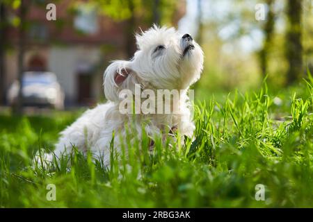 Simpatico cane bianco nell'erba all'esterno Foto Stock