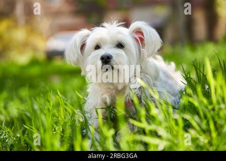 Simpatico cane bianco nell'erba all'esterno Foto Stock