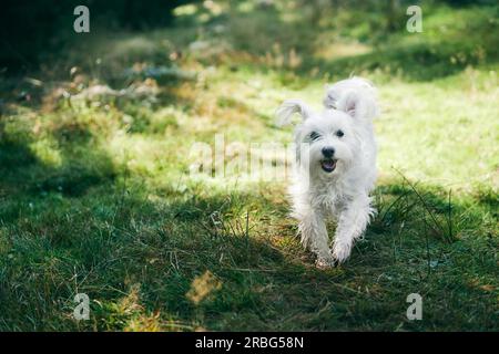 Cane bianco adorabile che corre in foresta in giornata di sole. Concetto di animali domestici Foto Stock