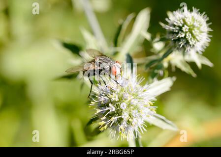 Hairy volare su un Eryngium campestre fiore, sotto il caldo sole estivo. A Kiev, Ucraina Foto Stock