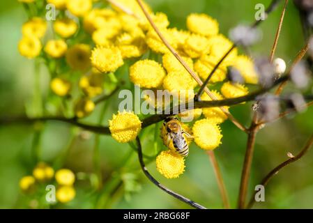 Un simulano noto anche come ape di gesso (Colletes) o ape di poliestere, che si fa beffe di un fiore giallo Tansy (Tanacetum vulgare), sotto la calda estate Foto Stock