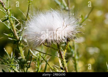 Dettaglio dei semi di cardo (Cirsium vulgare) Foto Stock