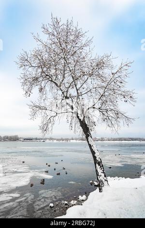 Un pioppo vicino al fiume Dnieper a Kiev, Ucraina, si staglia contro uno sfondo bianco inverno nevoso sky. Le anatre sono il nuoto in acqua ghiacciata Foto Stock