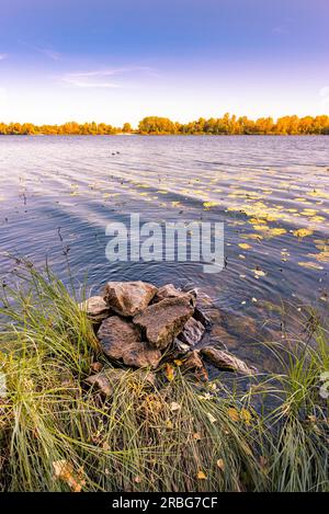 Rocce e lamelle di schoenoplectus vicino al fiume Dnieper a Kiev in autunno. Nuphar lutea (ninfee) foglie sono galleggianti sull'acqua viola. Pioppi Foto Stock