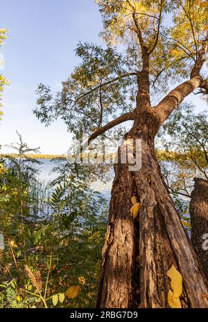 Willow Tree oltre il fiume Dniper, in autunno e in Obolon distretto di Kiev, Ucraina Foto Stock