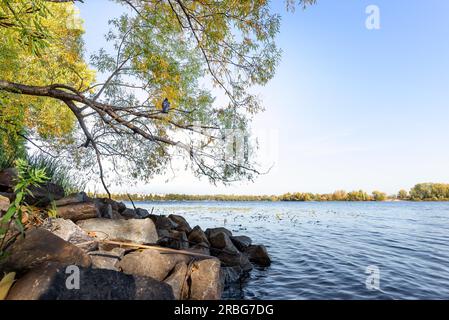 Willow Tree oltre il fiume Dniper, in autunno e in Obolon distretto di Kiev, in Ucraina. Un piccione grigio poggia su di un ramo Foto Stock