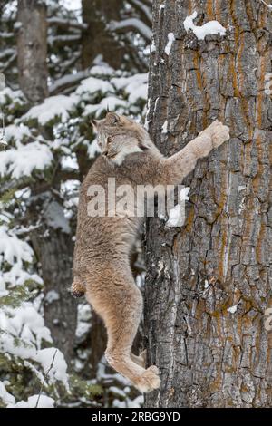 Un bobcat caccia le prede in un habitat innevato della foresta Foto Stock