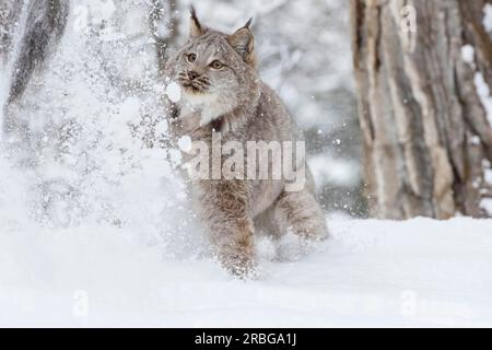 Un bobcat caccia le prede in un habitat innevato della foresta Foto Stock