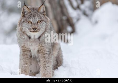 Un bobcat caccia le prede in un habitat innevato della foresta Foto Stock