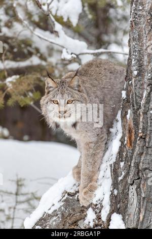 Un bobcat caccia le prede in un habitat innevato della foresta Foto Stock