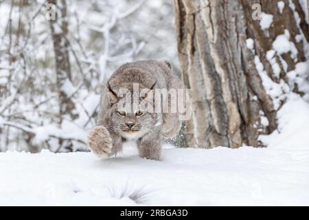 Un bobcat caccia le prede in un habitat innevato della foresta Foto Stock