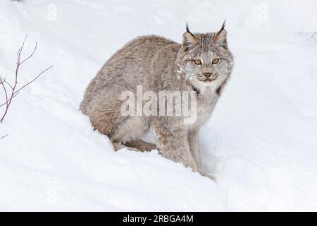 Un bobcat caccia le prede in un habitat innevato della foresta Foto Stock