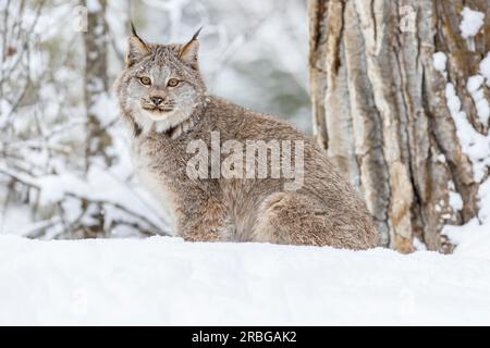 Un bobcat caccia le prede in un habitat innevato della foresta Foto Stock