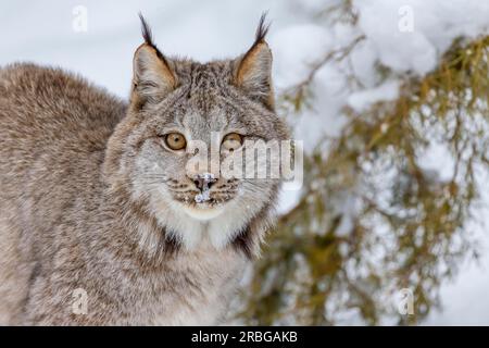 Un bobcat caccia le prede in un habitat innevato della foresta Foto Stock