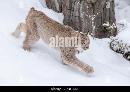 Un bobcat caccia le prede in un habitat innevato della foresta Foto Stock