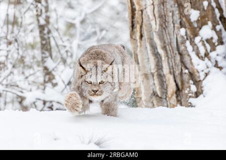 Un bobcat caccia le prede in un habitat innevato della foresta Foto Stock